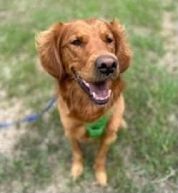 Golden Retriever Dog Murphy.